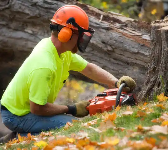 tree services Washoe Valley